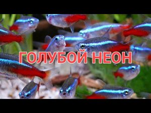 ГОЛУБОЙ НЕОН. УХОД , СОДЕРЖАНИЕ , КОРМЛЕНИЕ И РАЗМНОЖЕНИЕ