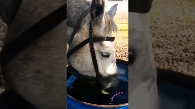Как Пьёт обычная Лошадь ? и Необычная ? Тренды Тик Ток ? #tiktok #tiktok2021 смотреть онлайн