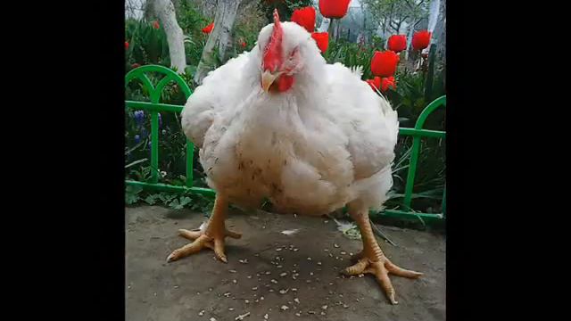 Мои бройлеры - фото - для души my chickens broilers - photo - for the soul смотреть онлайн