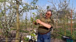 Груша Амфора: описание сорта