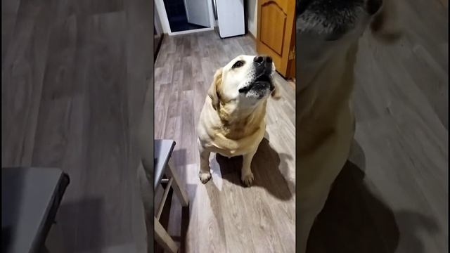 Разговор по-душам. Планы на день. лабрадор любимыепитомцы