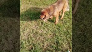 тибетский мастиф