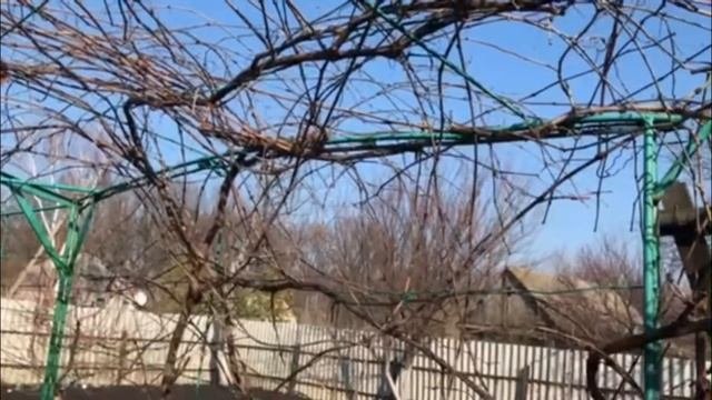 Обрезка старого винограда.