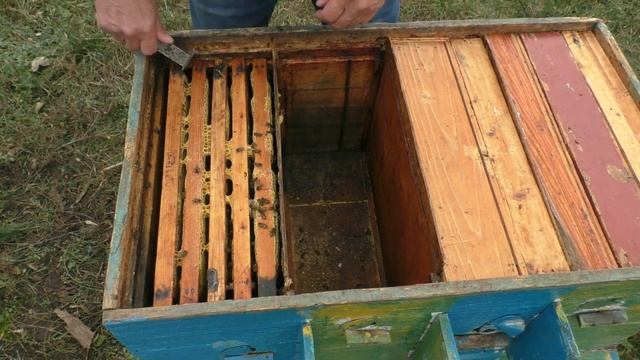 Отводок пчел остался без матки. Как быть? смотреть онлайн