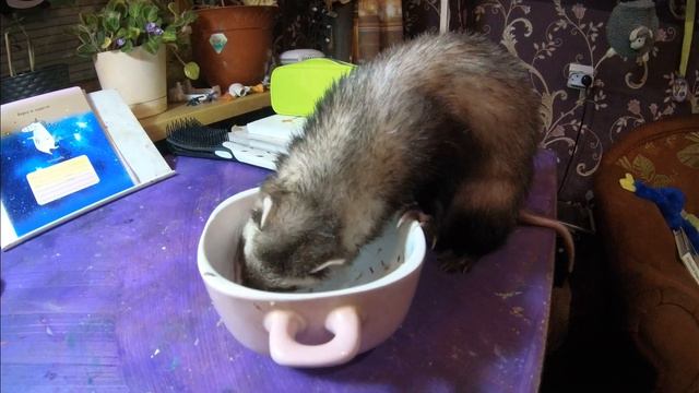 Хорек кушает смотреть онлайн