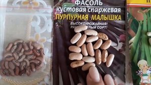 Кустовая Фасоль