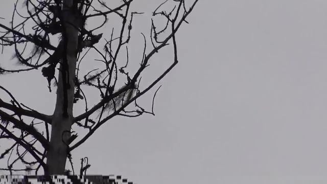 Поехали за грибами в сосновый бор, где растет белый ягель. Живём в деревне! смотреть онлайн