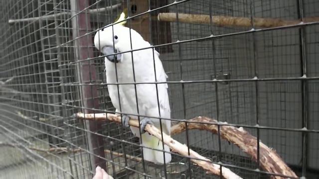 Говорящий попугай Анапа смотреть онлайн