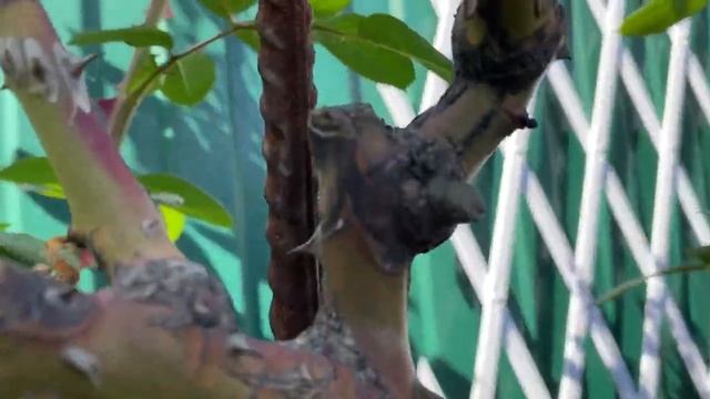 Розы в саду! Кордесовская пятнистость на Лагуне и Симпати - 25 мая 22г смотреть онлайн