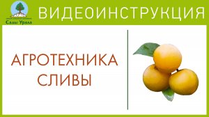 Слива в сложных погодных условиях. Телепередача Земля Уральская. Архив