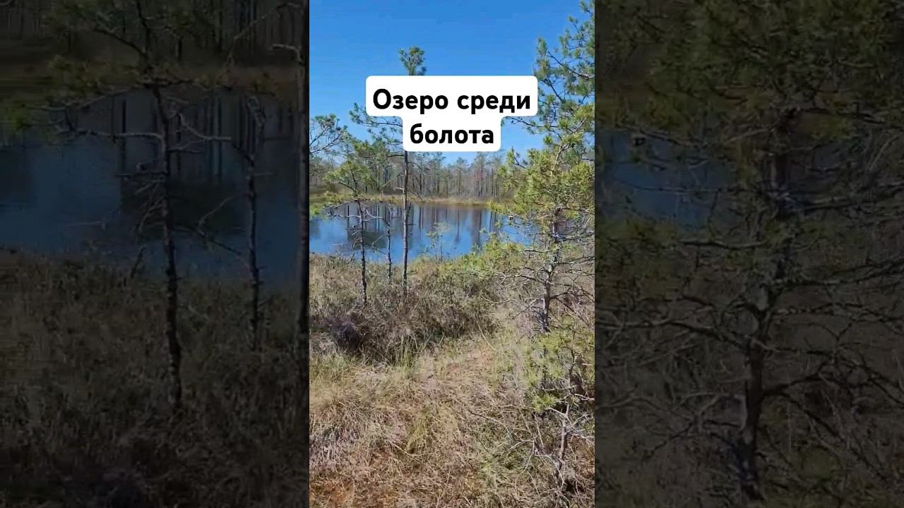 Козьянское болото с множеством озер! Витебская область, шумилинский район, Беларусь.