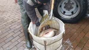 Большой запуск щуки в Главный пруд базы Ихтиолог