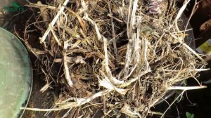 Выращивание в мешках. ЗА и ПРОТИВ - 7 дач