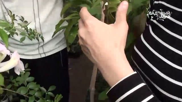 Редкие комнатные цветы. Пондарея. Сайт "Садовый мир" смотреть онлайн