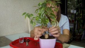 Учусь плести фикус Бенджамина. Как выглядит первый и что получилось со вторым.