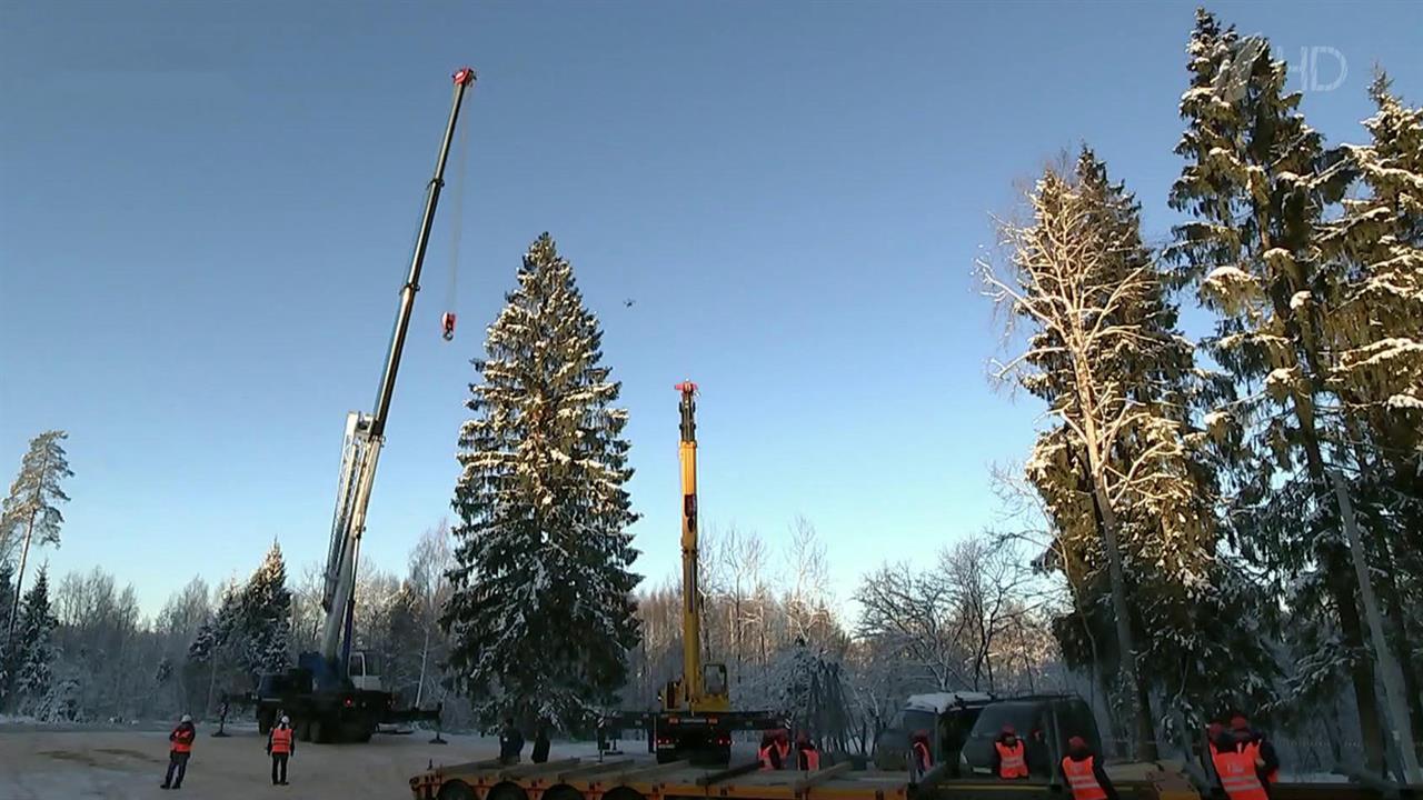 Главная новогодняя елка страны начала свое путешествие в столицу
