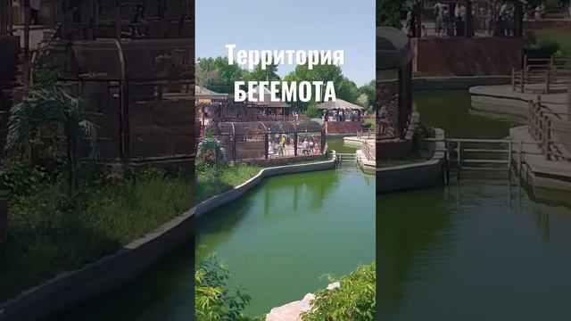 Чисто и без вони 🦛 #шымкент #зоопарк #бегемот #зоопаркшымкент смотреть онлайн