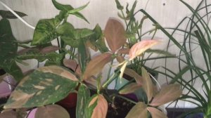 Обзор моих растений в комнате. Зеленый уголок №7