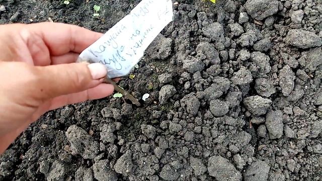 Капуста сорта "ТЁЩА" очень Хорошо взошла в открытом Грунте на Рассаду!!! ??? 10 мая 2023г. ?? смотреть онлайн