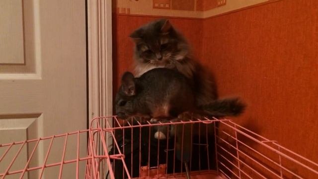 Кошка и шиншилла