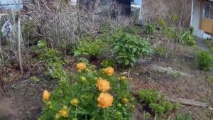 кандык, купальница и не известное мне растение дача под Архангельском