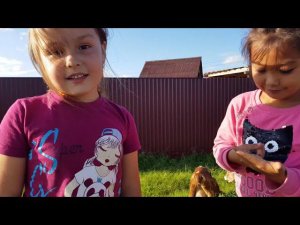 УШАСТЫЕ КОЗЫ  PATERI GOATS