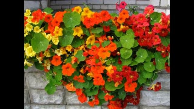 Настурция. Описание.