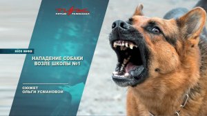 Нападение собаки возле школы №1
