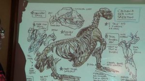 Sketching Skulls & Bones with Mark Simmons