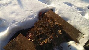 Прогулка по зимнему саду. Очиток Видный  Бриллиант зимой.