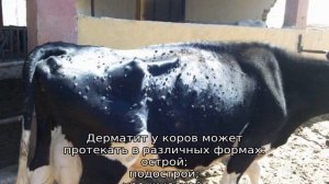 Нодулярный дерматит крупного рогатого скота
