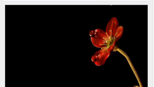 Красный цветочек