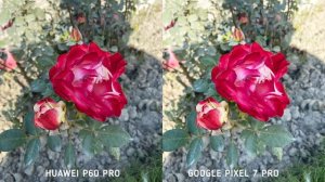 Huawei P60 Pro VS Google Pixel 7 Pro Camera Comparison