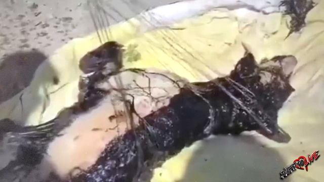 Он медленно тонул в смоле и просил о помощи! Ему никто не мог помочь! смотреть онлайн