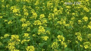 Комбайн МФ 206 на уборке белой горчицы.