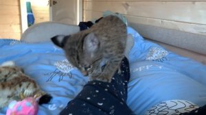 РЫСЕНОК ИГРАЕТ С РЫСЬЮ