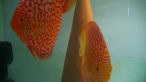 Будни разводни. Работа с парами, мальками и нересты.