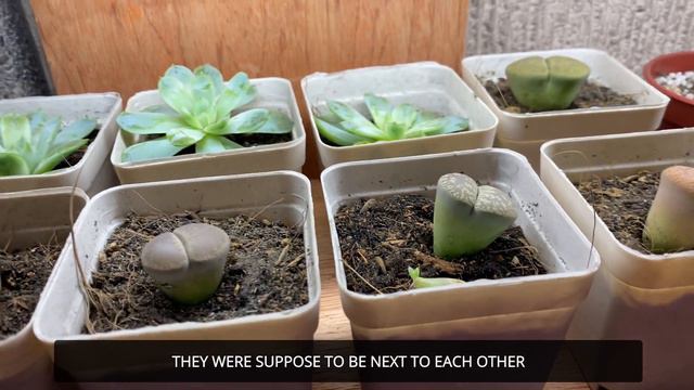 Soil Mix for Succulents | Plant Update смотреть онлайн