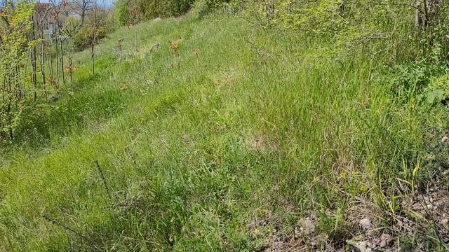 Проверка посадок,Конского Каштана АР Крым.г.Севастополь смотреть онлайн