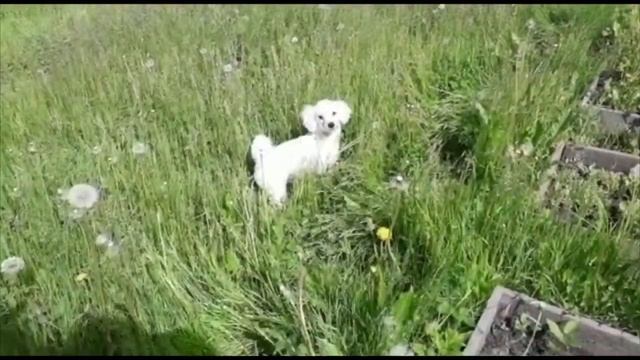 ДАЧНЫЙ ВЛОГ. ЗМЕЯ В ТЕПЛИЦЕ!!!/ТРАВА ПО ПОЯС/ХОЧУ ДОМОЙ/ ПОБЕДИЛИ ЦИФРУ/МУЖ ОПЕРАТОР смотреть онлайн