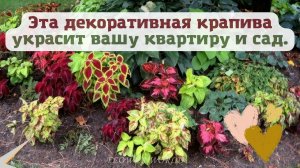 Эта декоративная крапива украсит вашу квартиру и сад.???