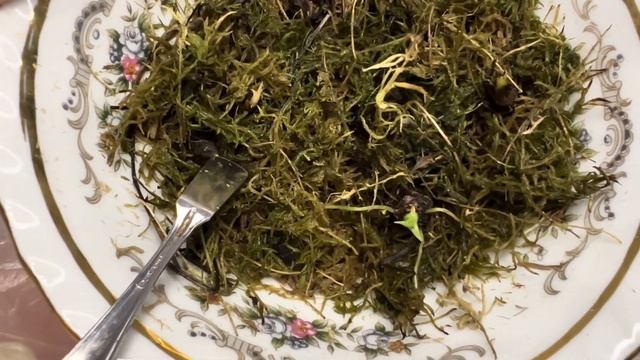 Как 100% прорастить клубни алоказии? Что делать если завелась плесень и как стимулировать их рост?