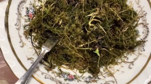 Как 100% прорастить клубни алоказии? Что делать если завелась плесень и как стимулировать их рост?