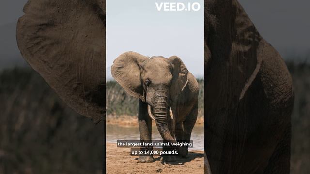 African Elephant смотреть онлайн