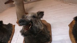 Музей охоты