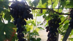 Калининградский виноград.Академик.