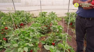 Красные сладкие перцы. Толстостенные сорта перца.