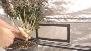 Gorilla Zkittlez Harvest ! 102 days total
