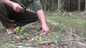 Another Incredible Porcini / Penny Bun / Cep / Boletus Edulis Mushroom Hunt UK