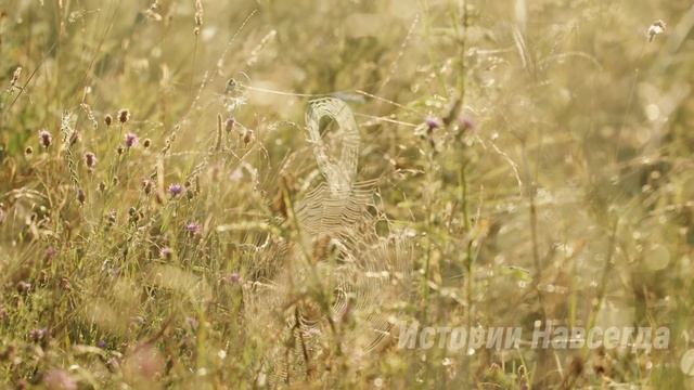 Кому ты теперь нужна, сказал муж, уходя. А через 5 лет… смотреть онлайн